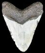 Bargain, Megalodon Tooth - North Carolina #54763-2